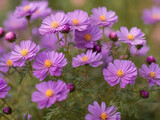 Fototapeta Maki - ackground nature Flower mexican aster. purple flowers. background blur. wallpaper Flower, Space for text ai image 