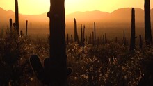 Suset Landscape Of Cactus Desert