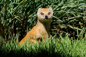 Poster - Portrait of an alert yellow mongoose (Cynictus penicillata), South Africa.