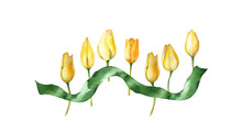 A Floral Spring Composition Of Yellow Tulips And Green Ribbon. Botanical Watercolor Illustration. On A White Background For Your Design.