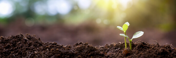 Canvas Print - Close up of young plant growing on fertile soil with green blurred background