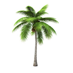 coconut palm in 3d rendering