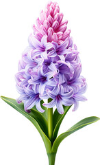 Wall Mural - Pink hyacinth isolated on transparent background. PNG