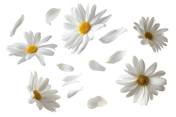 Wall Mural - flowers