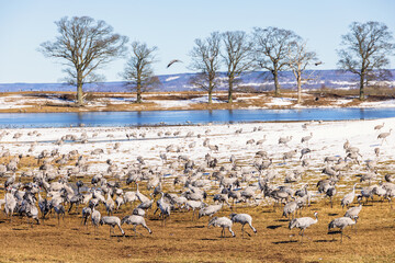 Sticker - Flock of cranes at lake Hornborgasjön in Sweden at springtime