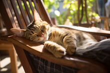 Short Hair Cat Is Sleeping And Winking. Funny Tabby Cat With Closed Eyes Is Resting On The Terrace Chair. Lazy Feline Enjoying At Summer Sunny Morning Outdoors. Rest With Pets