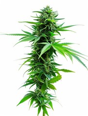  Lush cannabis plant on white background