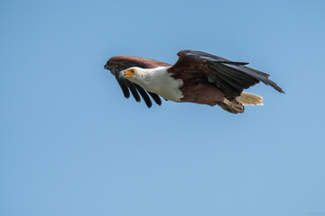 Canvas Print - Eagle gracefully soars through the sky