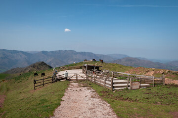 Wall Mural - Cerca de Madeira para animais nas Alturas do País Basco: Cavalos em Pastagens nos altos das montanhas em França
