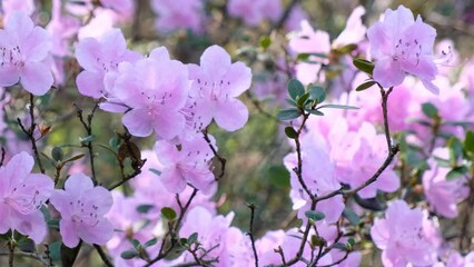 Wall Mural - Closeup macro video of Rhododendron flowers with bokeh background of bushes in blossom. Zoom effect.