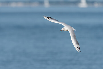 Poster - A black headed gull in flight on the beach