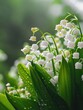 White lily of the valley flowers. Convallaria majalis forest flowering plant with raindrops.