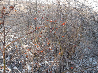 Wall Mural - Impenetrable rose bushes in steppe forest strips are decorated with red berries framed by a snow cover.