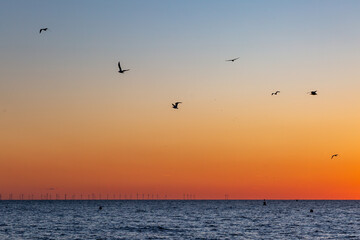 Wall Mural - Seagulls in flight over the ocean at sunset, at Brighton in Sussex