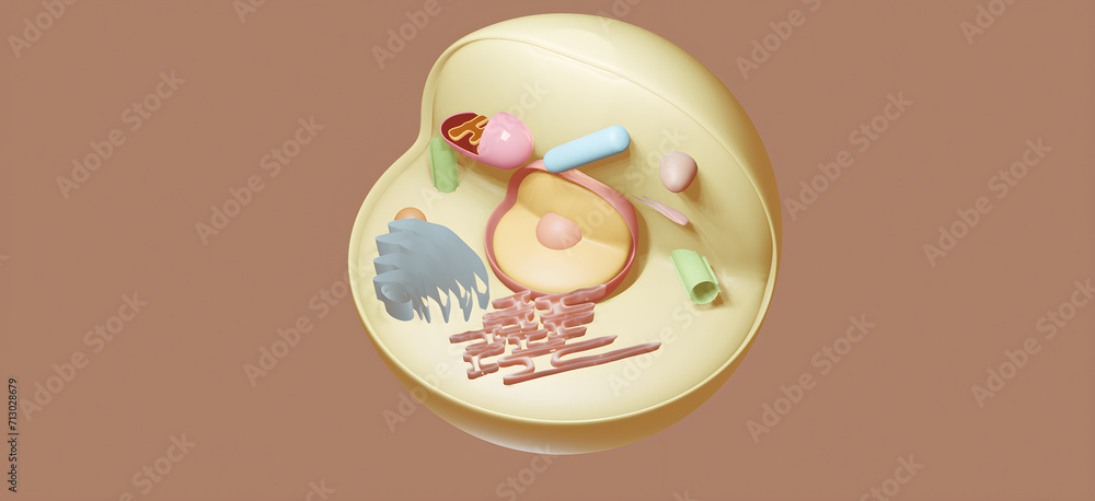 Cell with cell organelles- 3D Rendering Cell Organelles Endoplasmic Reticulum, Golgi Apparatus, Nucleus, Centriole, Mitochondria