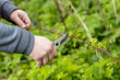 A gardener manually cuts a raspberry bush with a bypass pruner. Pruning of raspberry and blackberry bushes with bypass secateurs. Dacha and vegetable garden, gardening, bush care.