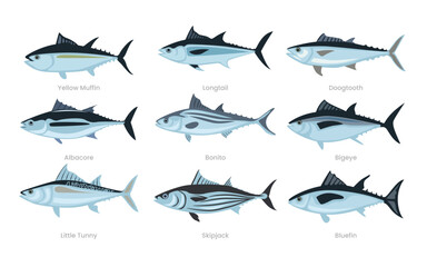 Different types of tuna fish set collection, various domestic tuna cartoon, marine sea underwater animals, vector illustration, suitable for education poster infographic guide catalog, flat style.