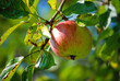 Ein roter Apfel hängt in den dichten Zweigen des Apfelbaumes.