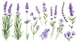 Fototapeta Lawenda - Set of collection lavender objects isolated on a transparent background, blades of grass and flowers in watercolor style