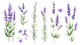 Fototapeta  - Set of collection lavender objects isolated on a transparent background, blades of grass and flowers in watercolor style