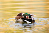 Fototapeta Lawenda - Mallard Duck is cleaning its Plumage in a Park, Germany, Europe