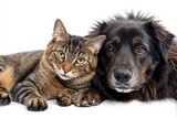Fototapeta Zwierzęta - A cat and a dog lying side by side in front of a white background, cute animal friendship