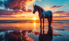 Majestic Horse Stands Serenely On The Reflective Waters At Sunset, With Vibrant Skies Mirroring On The Beach Creating A Serene And Tranquil Scene