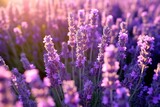 Fototapeta Lawenda - Southern France Italy lavender Provence field blooming violet flowers aromatic purple herbs plants nature beauty perfume aroma summer garden blossom botanical scent fragrance meadow rustic country