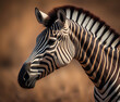 Zebra im Grasland 
