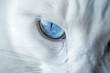 © Cadengo - A photograph of a close-up on the piercing blue eyes of a white cat, with fine fur details visible