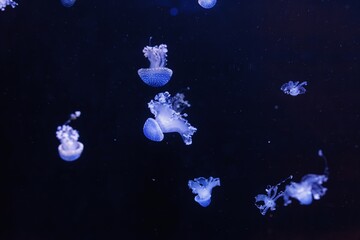 Wall Mural - underwater shot of a beautiful Australian Spotted Jellyfish