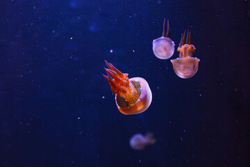 Wall Mural - underwater photography of beautiful flame jellyfish rhopilema esculentum