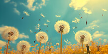 Dandelion With Blue Sky | Dandelions | Dandelion Seeds In Wind Flying Into Sky | Dandelions Blowing In The Wind With The Sky In The Background