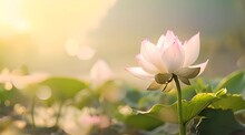 Lotus Flower In The Morning