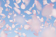delicate pink cherry blossom petals floating gently in the air with a pastel blue sky in the background, spring concept.