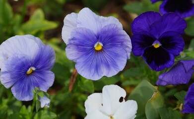 Wall Mural - Purple and white pansy flowers in the garden, selective focus