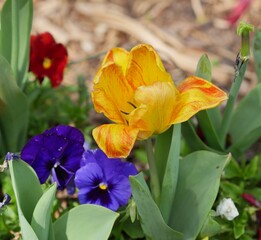 Wall Mural - Colorful tulips and pansies in the garden. Spring flowers.