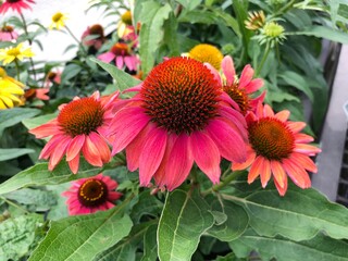 Wall Mural - Echinacea purpurea or coneflower in the garden