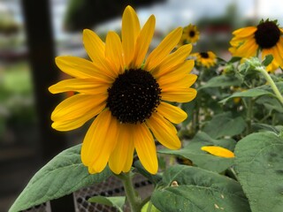 Wall Mural - Close up of sunflowers blooming in the garden.