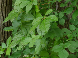 Wall Mural - Poison ivy leaves in the forest,  medium close-up.