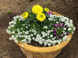 Wall Mural - Yellow marigold and white flowers in a pot on the garden