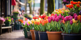 Fototapeta Londyn - colorful tulips flowers in pots on the street in front of a store