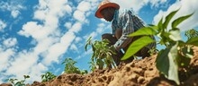 An African Farmer Is Planting A Pepper Plant In The Field Photo From Below. Copy Space Image. Place For Adding Text