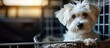 Small dog maltese sitting safe in the car on the back seat in a safety crate. Copy space image. Place for adding text