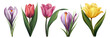 Spring flower elements in realistic design