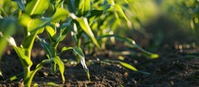 Young Corn Plants In A Corn Field Close Up Green Leaves Stem Agriculture Concept. Copy Space Image. Place For Adding Text