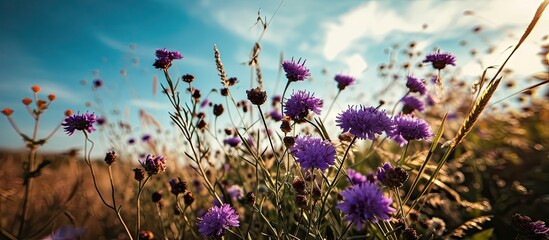 Sticker - High angle view looking up at blue sky in a field of purple flowers. Copy space image. Place for adding text