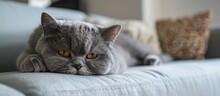 Cute British Shorthair Cat Lies Down On A White Couch And Looks Away With A Sad Face In A House In Edinburgh Scotland United Kingdom. Copy Space Image. Place For Adding Text