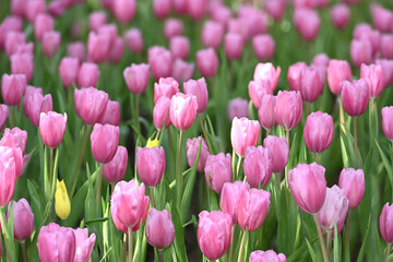 Wall Mural - Close-up of beautiful pink tulips blooming in the garden