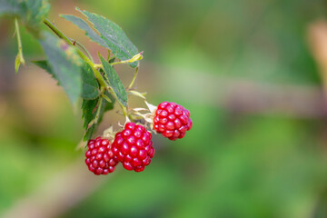 Wall Mural - Selective focus of wild blackberries, Branches of red ripe blackberry in the forest, Rubus is a large and diverse genus of flowering plants in the rose family, Rosaceae, Health benefits of berries.